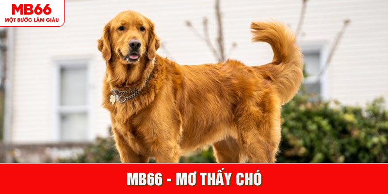 Mơ Thấy Chó - Ý Nghĩa Và Những Con Số Đẹp Cho Hôm Sau