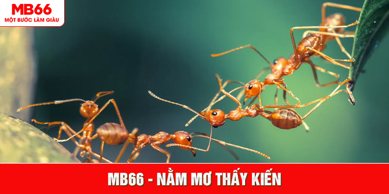 Nằm Mơ Thấy Kiến - Ý Nghĩa Và Con Lô Đẹp Cho Hôm Sau