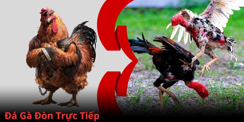 Tìm hiểu hình thức giải trí cá cược đá gà đòn trực tiếp